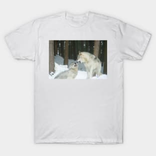 Timber wolves at play T-Shirt